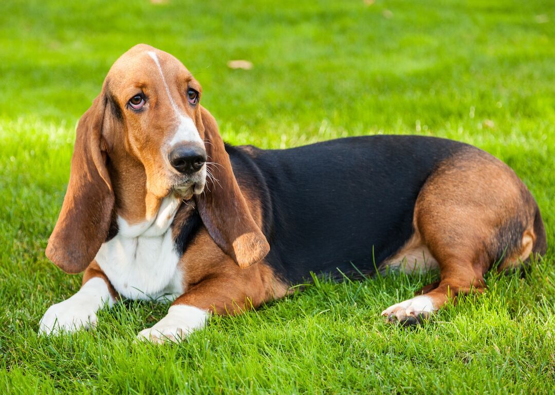 #12. Basset hounds